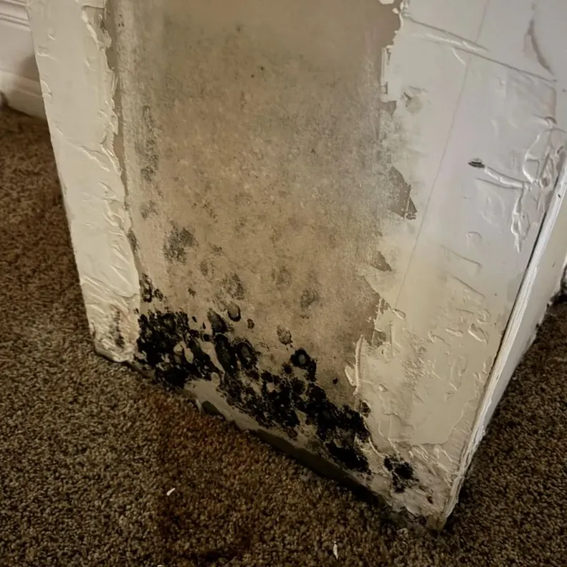 Professional Mold Removal in Shepherdstown, WV